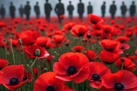 Field of vivid red poppies