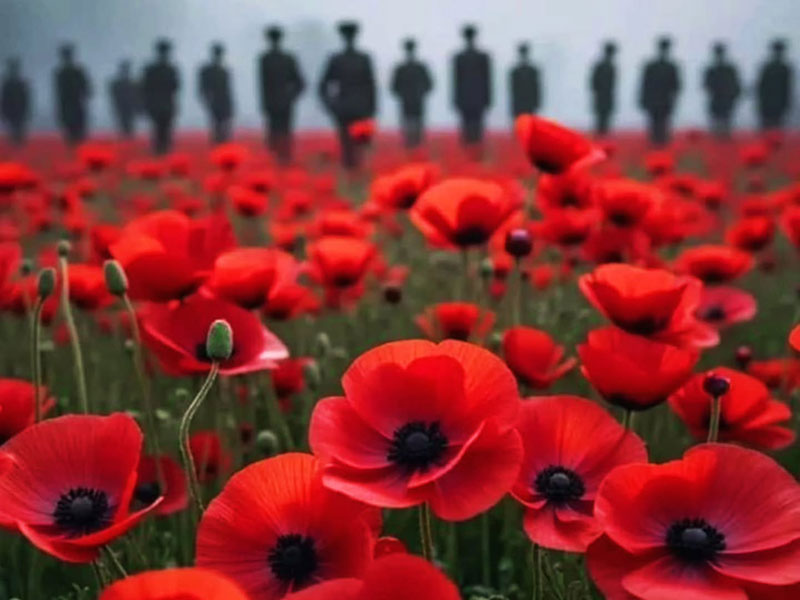 Field of vivid red poppies Field of vivid red poppies