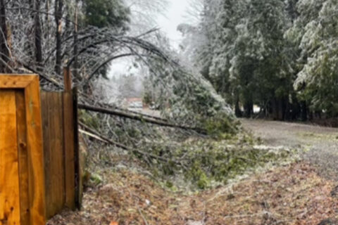 electrical tree damage