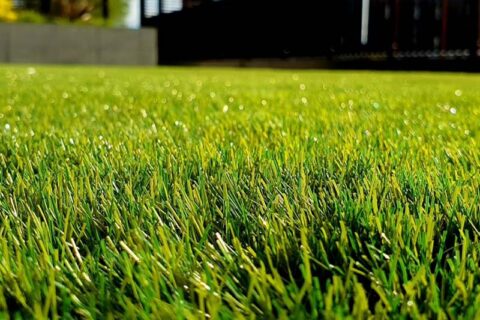 lush green grass